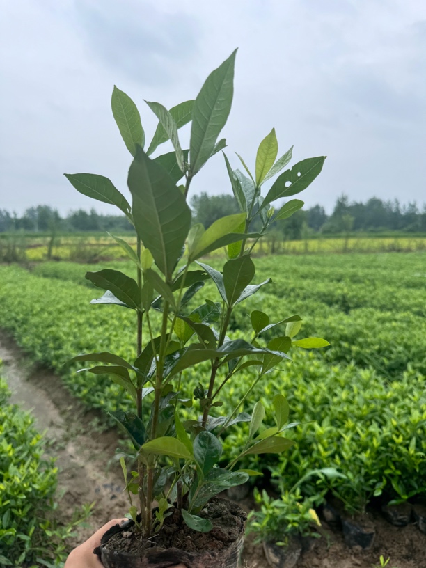 原土露天种植大叶荷浓香型栀子花盆栽地栽