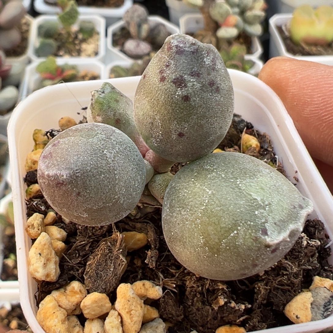 丸叶海豹胖球多肉植物
