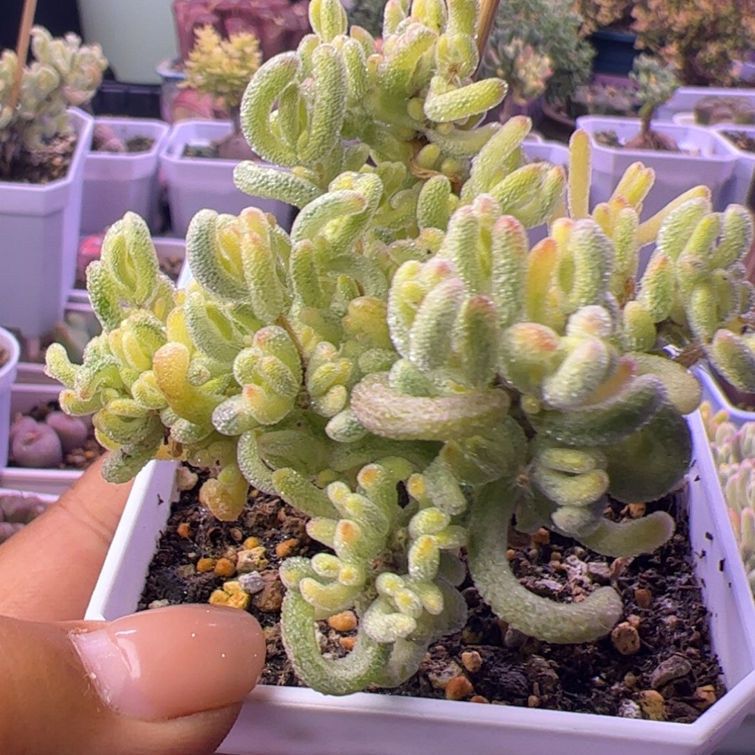 *****多肉植物枝干超白