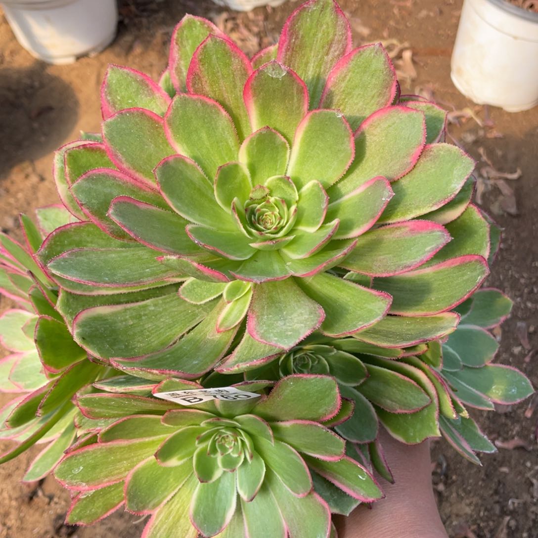 粉花妖多肉法师断枝不包量