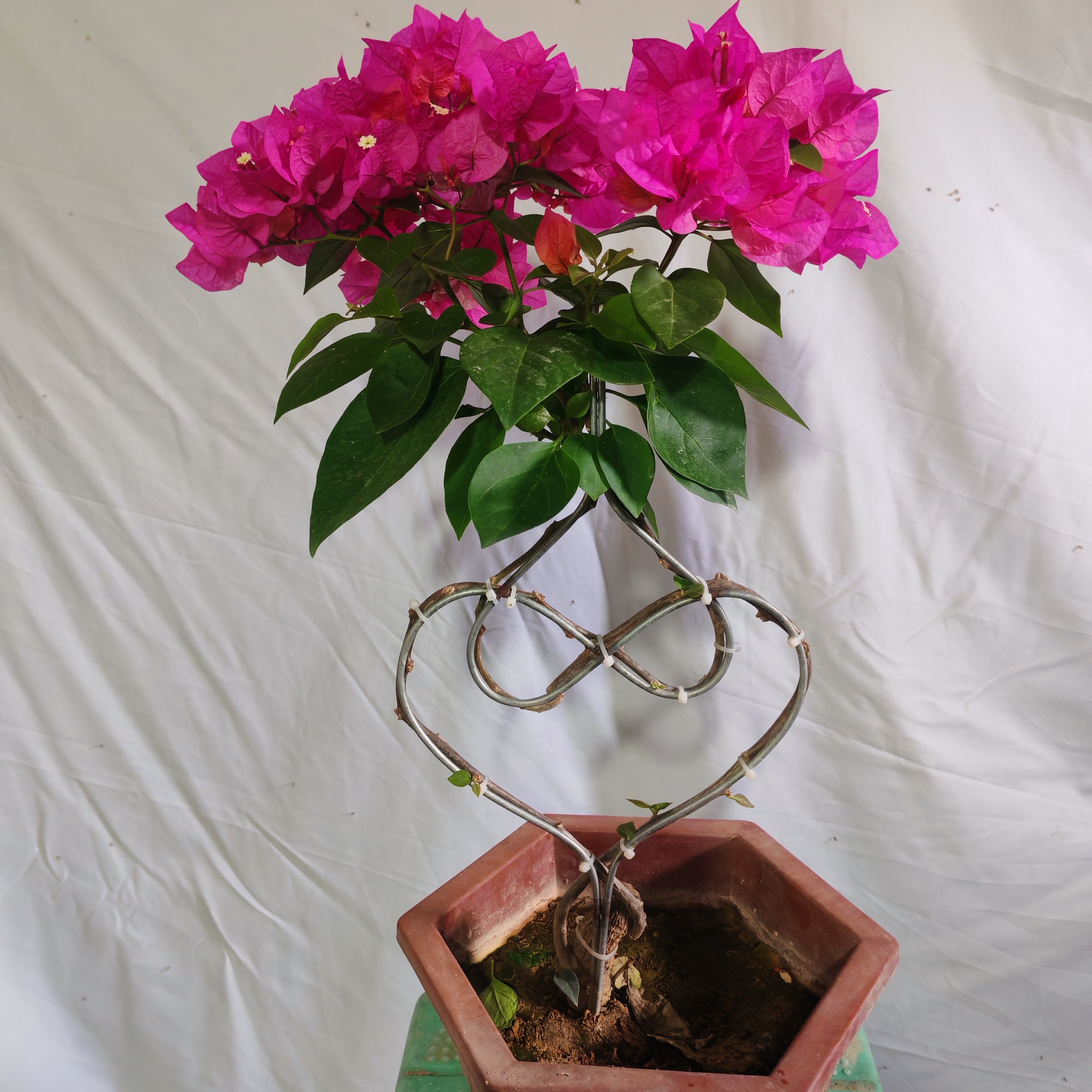 三角梅盆栽耐寒耐旱四季开花爬藤老桩室内外绿植花卉