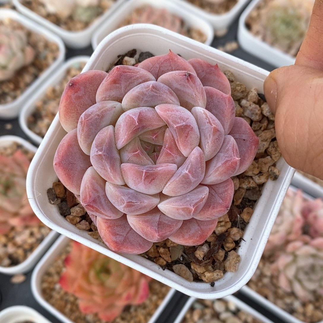 精品多肉一物一拍不包整3