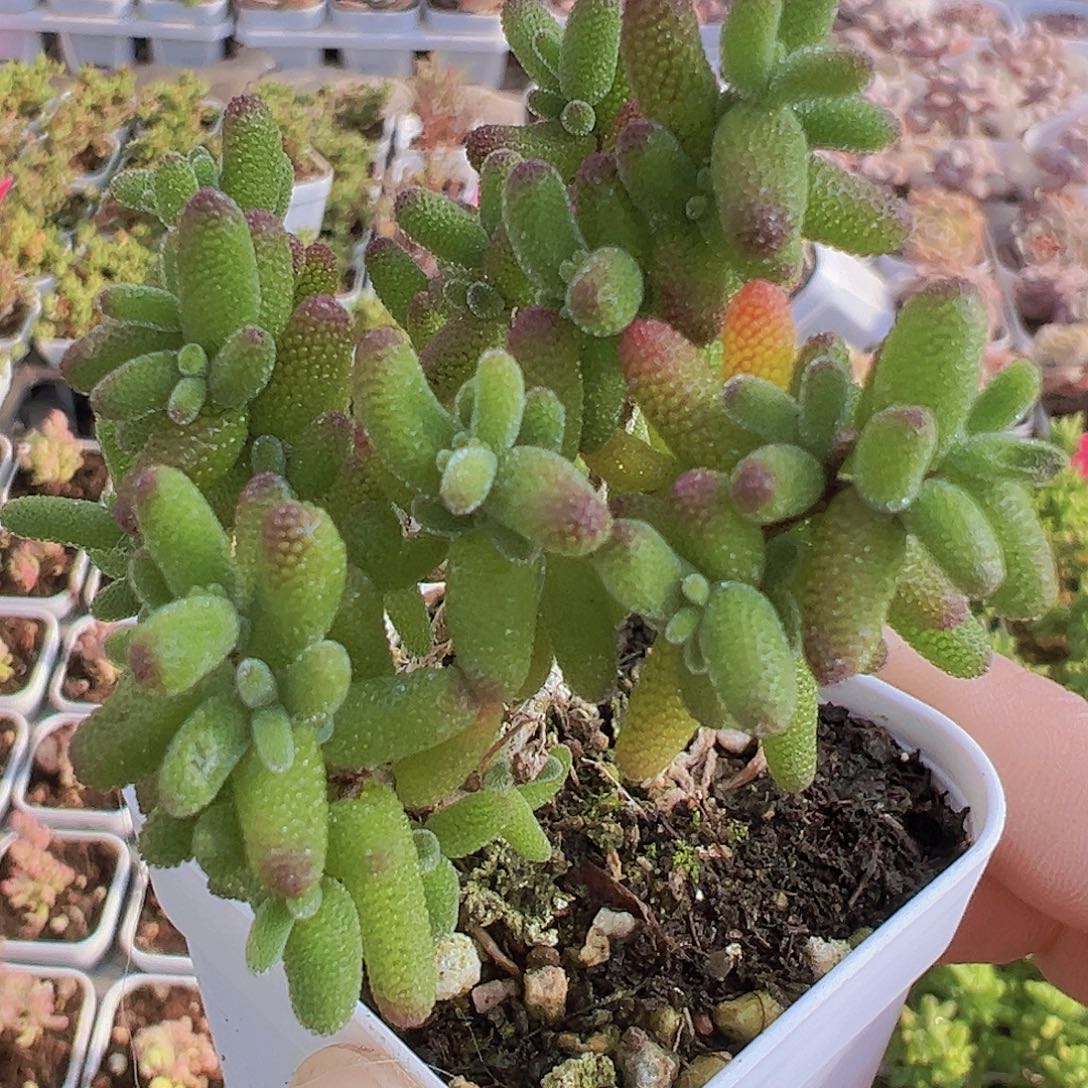 老桩糖球19包邮多肉植物