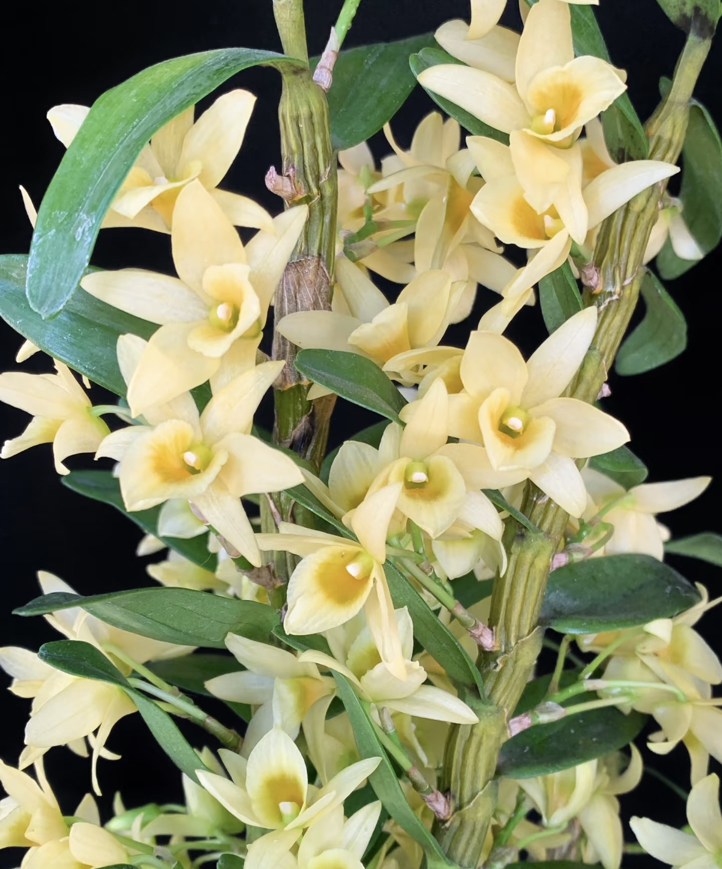 黄金巴比伦春石斛 -（5度以下拍保温棉，不拍冻死冻伤不售后）