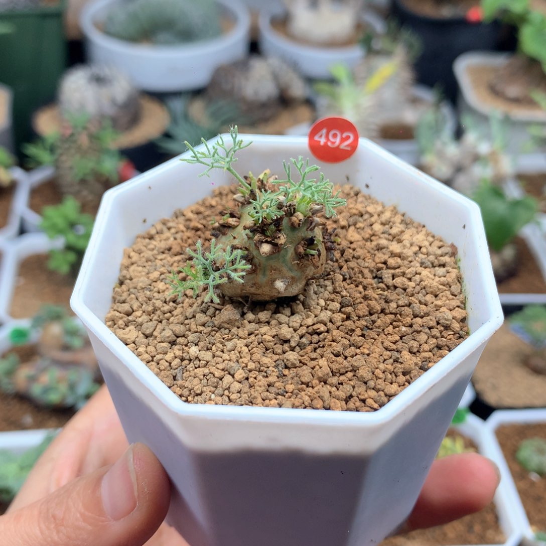 白皮月界带盆多肉