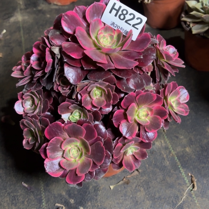 瑞妈，，。。。。822。美杜莎，