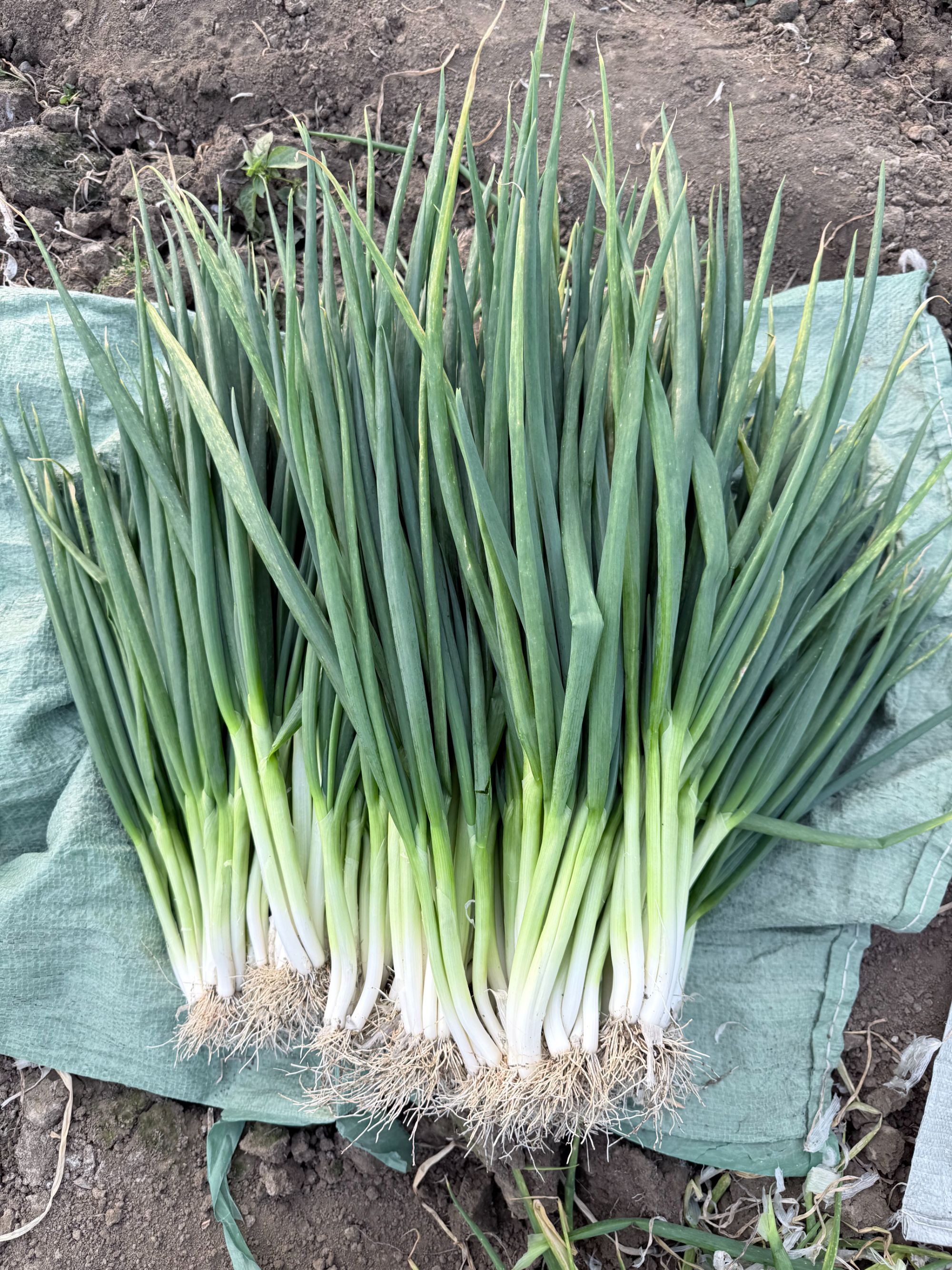 安徽分葱新鲜黄叶带泥现挖现发农家自种农产品可吃可种