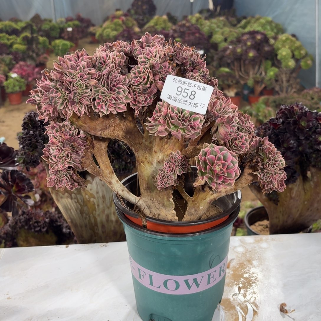 958粉女巫缀化多肉植物特价