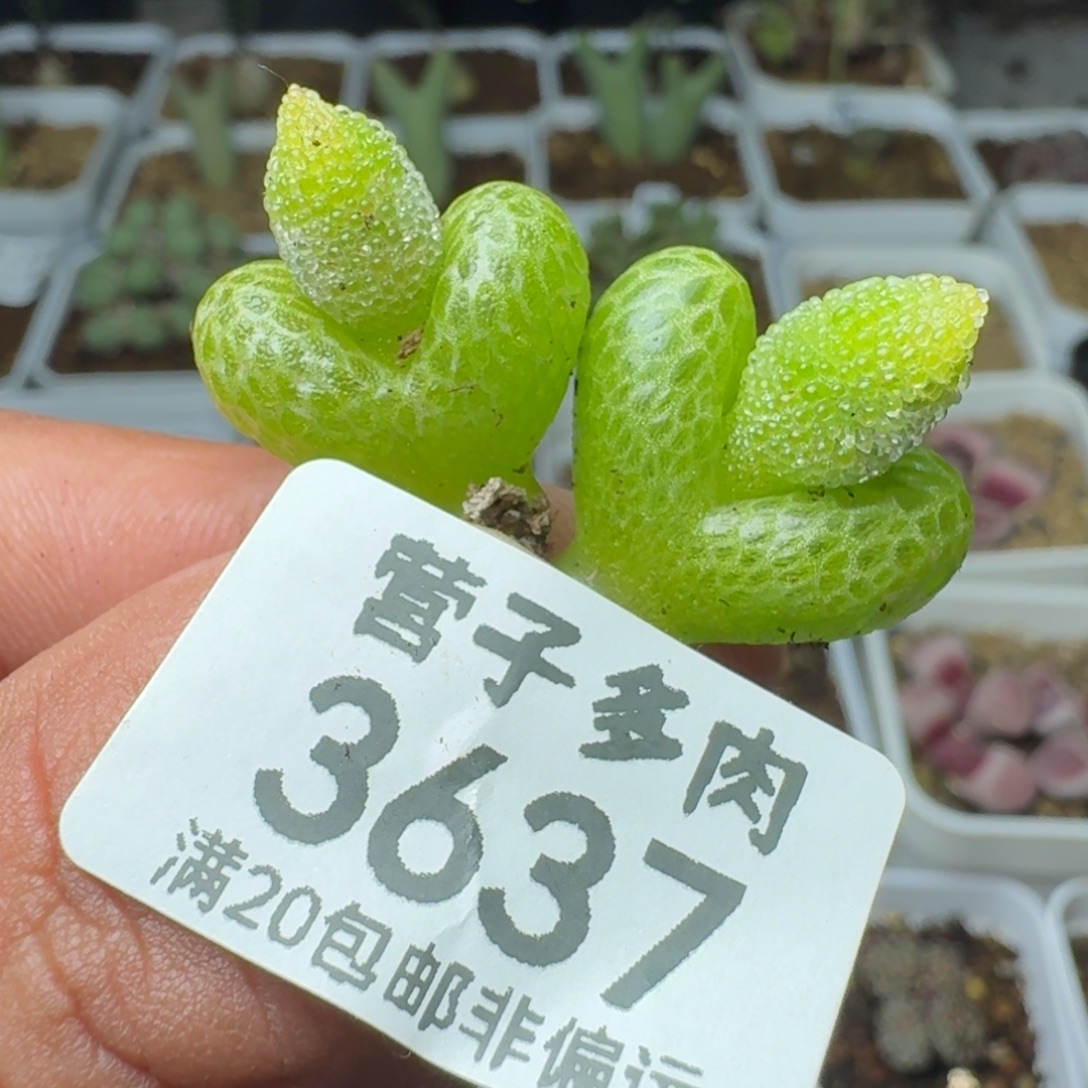 妖奇玉两颗                        