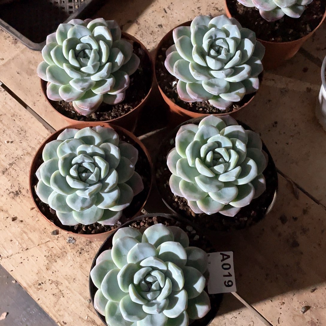 019多肉植物多肉植物