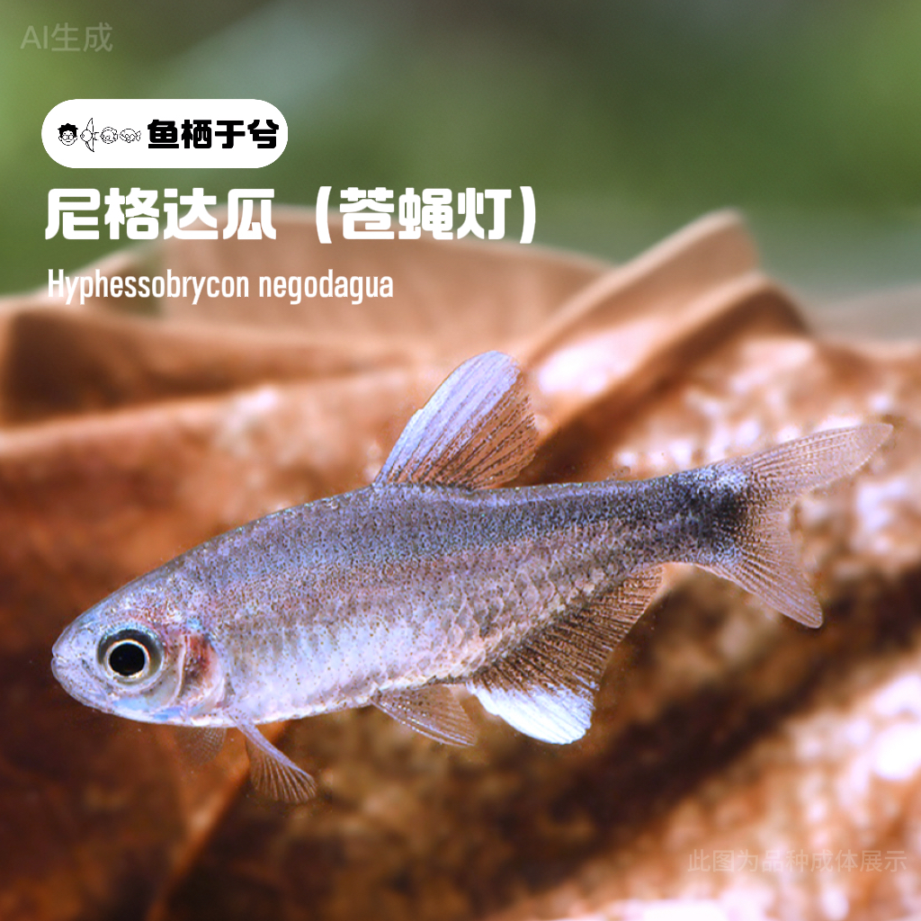 1鱼栖于兮 尼格达瓜灯鱼苍蝇灯Hyphessobrycon negodagua南美灯