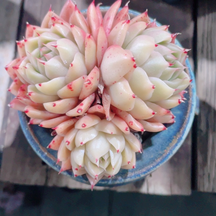 多肉植物多肉植物