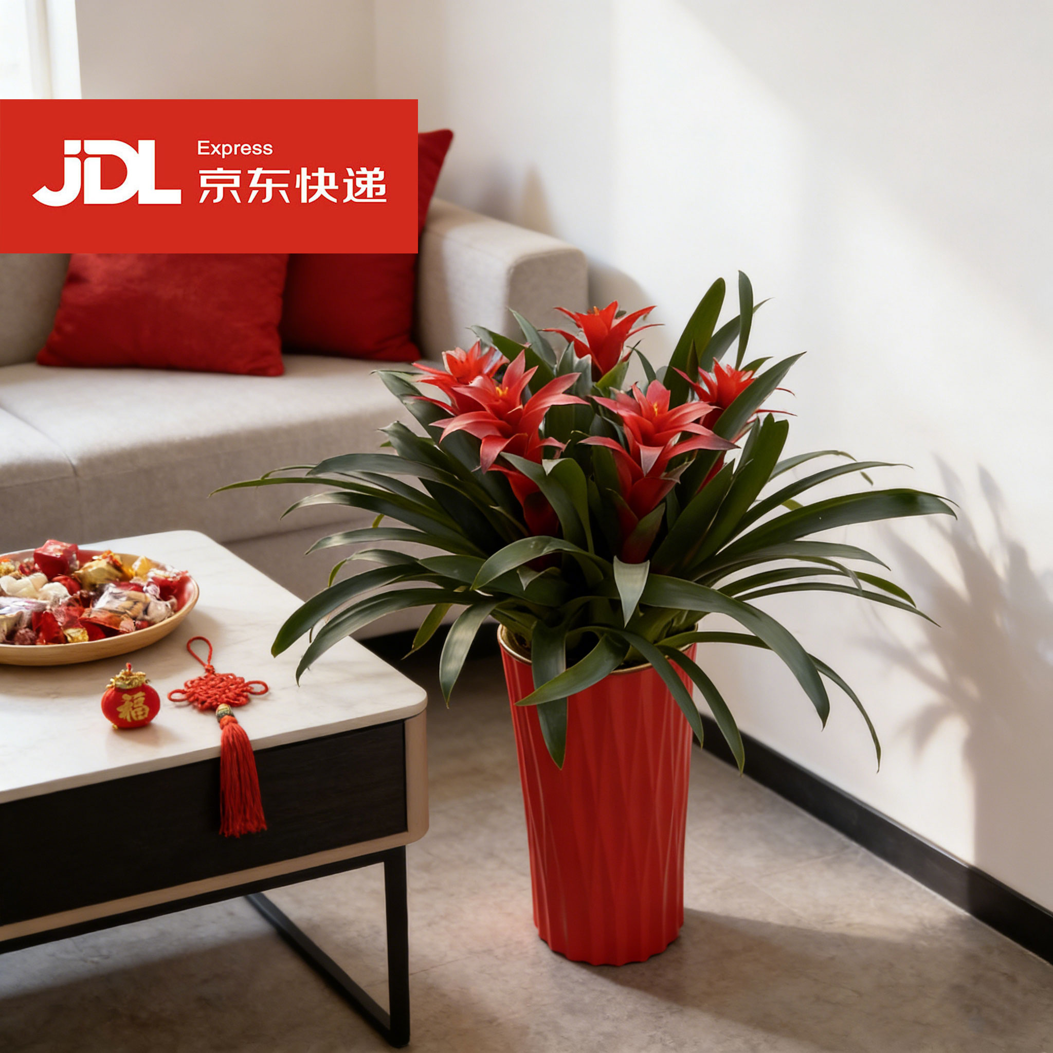 【五颗装带蝴蝶结】鸿运当头室内客厅好养的凤梨花卉室内绿植办公室