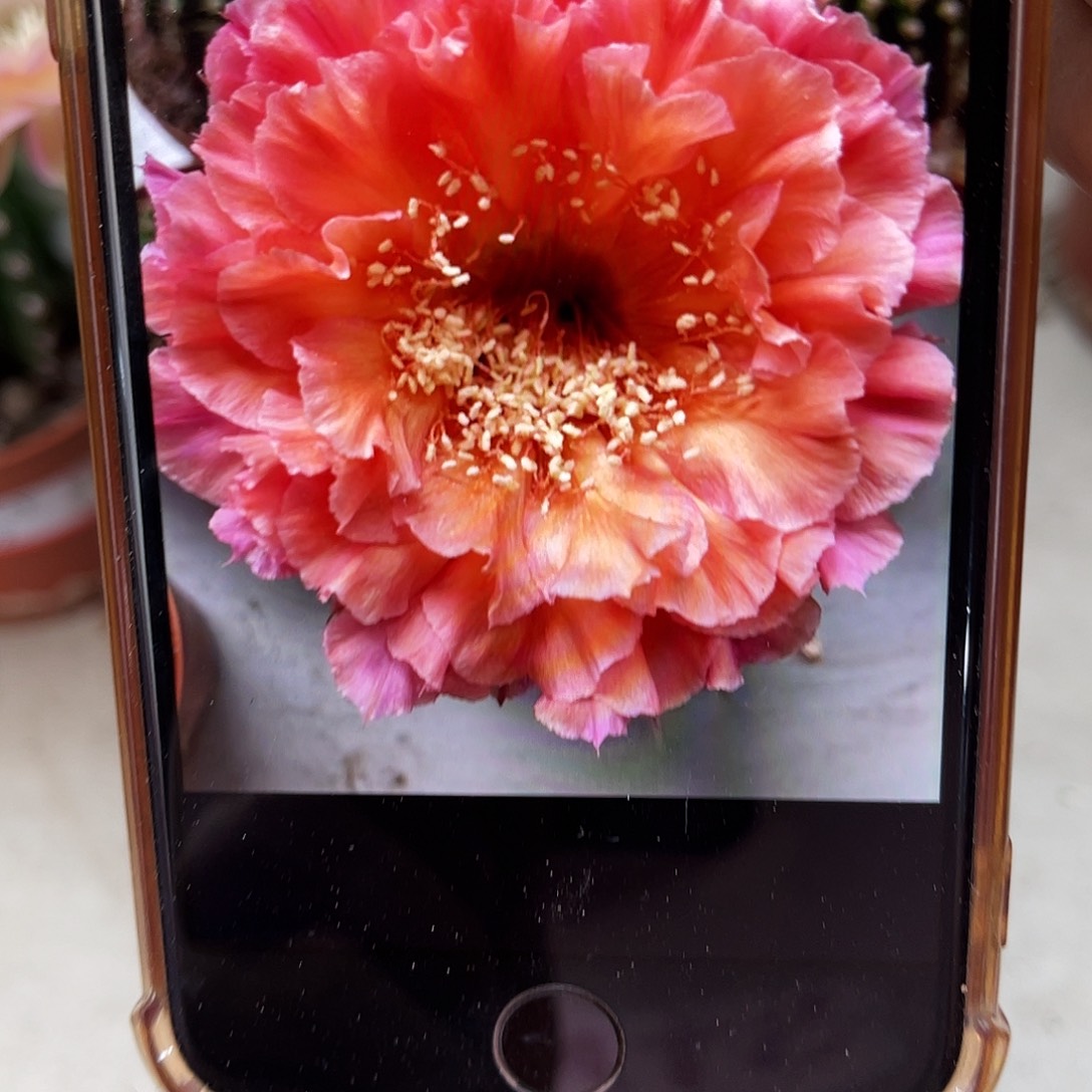 彩草58号侧芽2.5公分左右