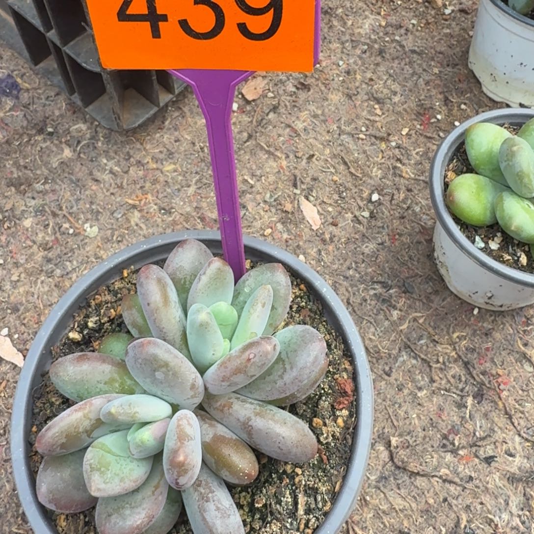 小***儿多肉植物漂亮双头439