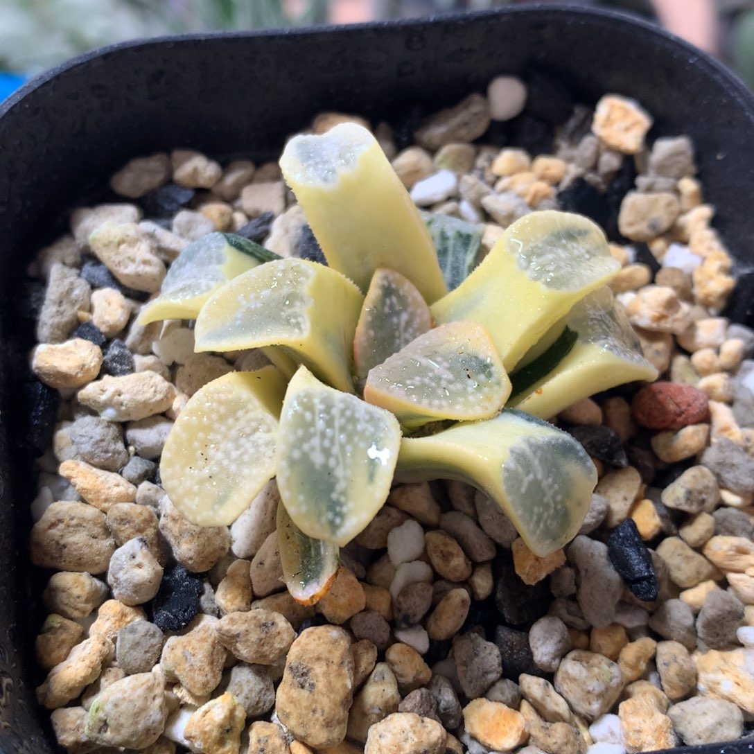 糊斑点点寿锦一物一拍