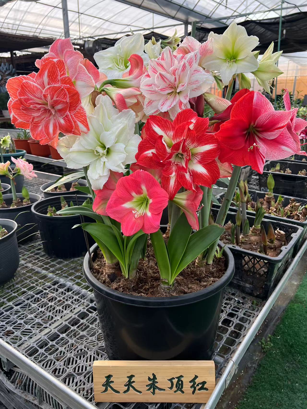 天天朱顶红/樱桃妮芙舞后派对仙女花瓶苹果花基地球混球