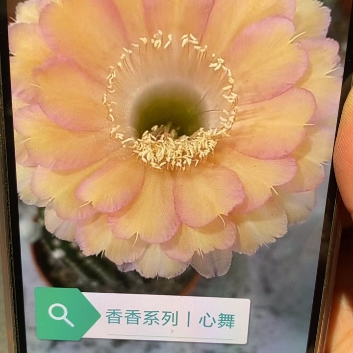 香香心舞侧芽3公分左右