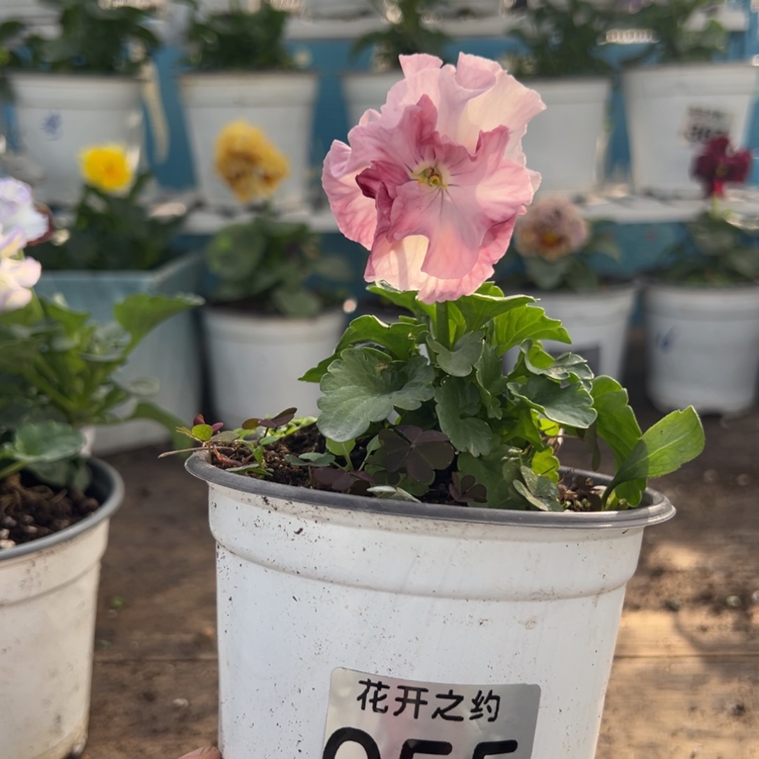 【闪购商品】完全开放055号