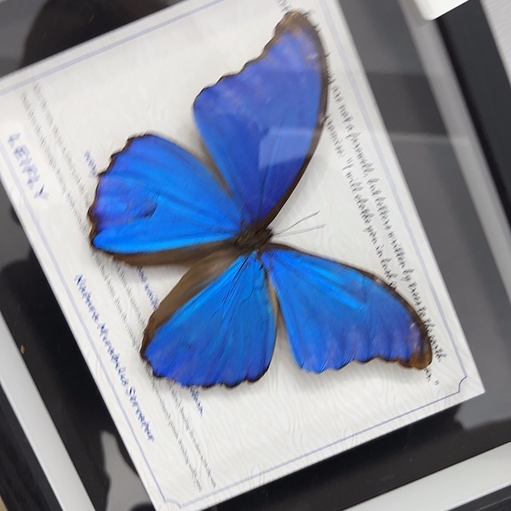 蝴蝶标本定制960@