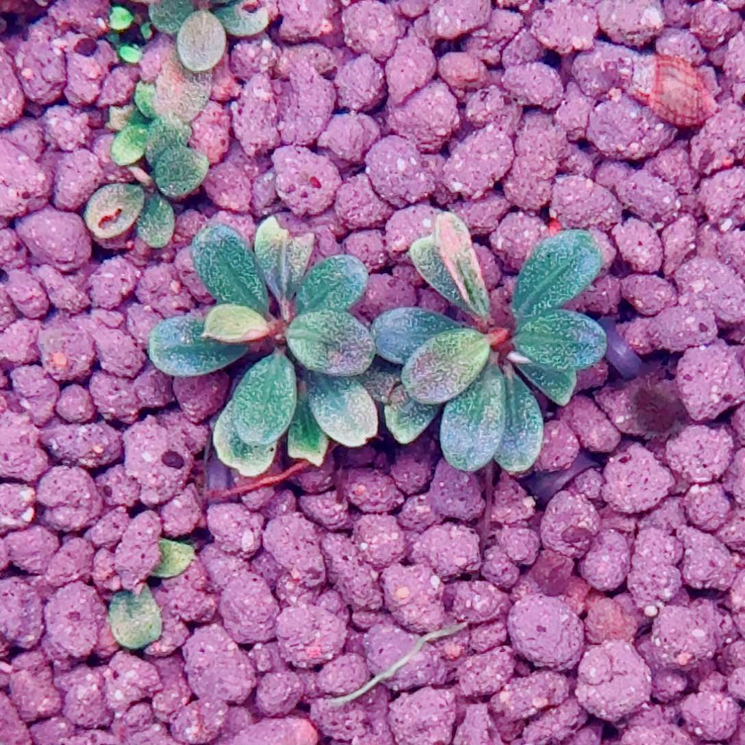 无花朵2号福利价一份植物