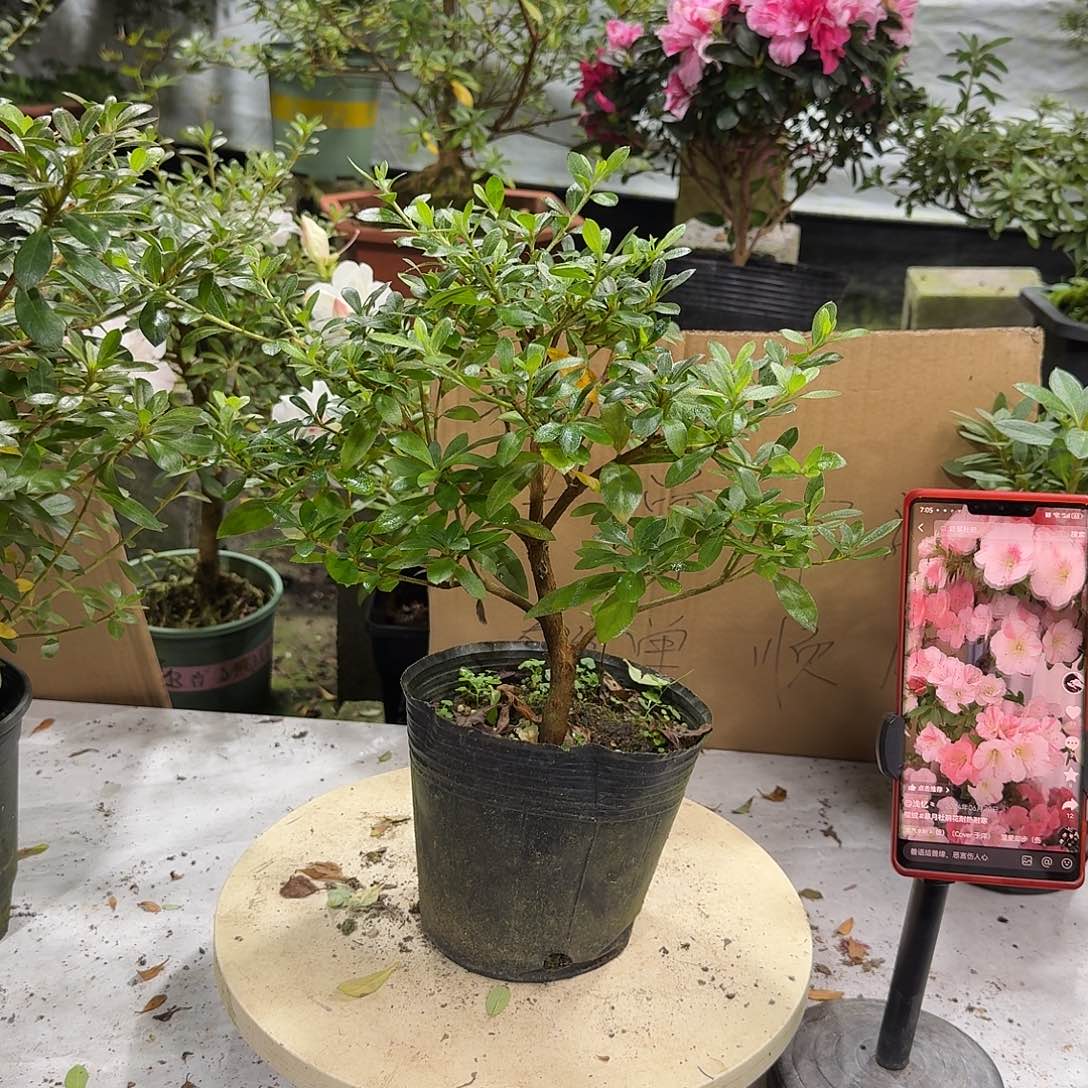 全部花苞樱绒杜鹃花