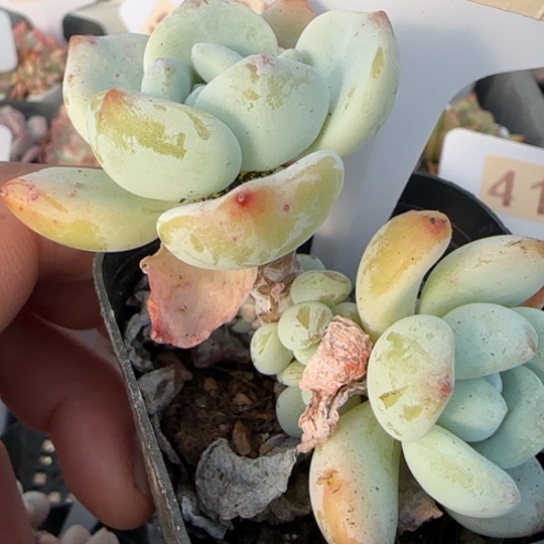 509冷香一物一拍多肉