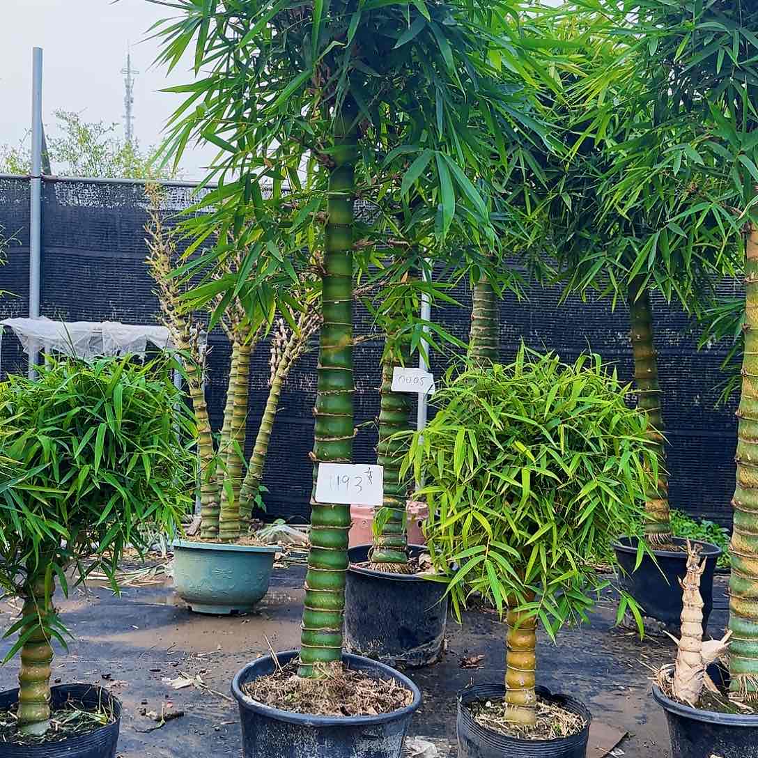 红陶佛肚竹888888