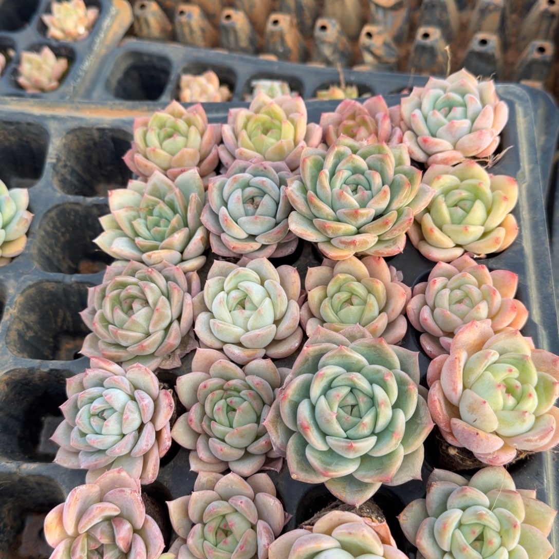 宽叶美尼个体珍妮二十颗侧门右一右二11-30