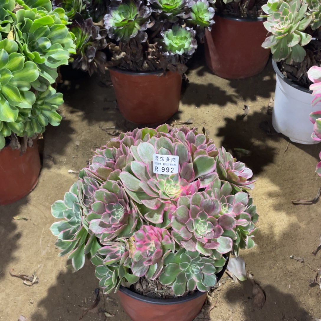 992高贵多肉法师断枝不包