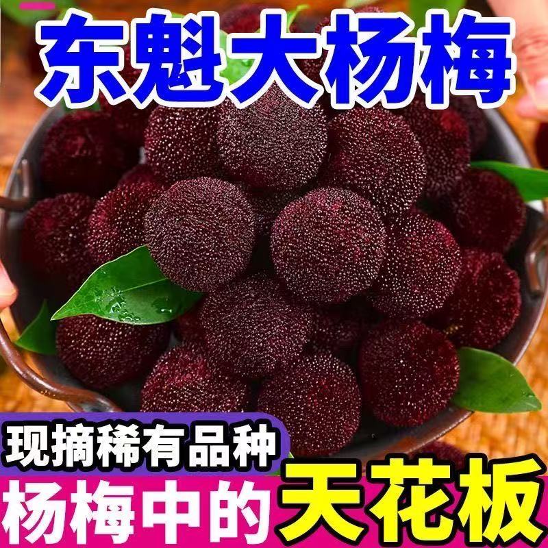 【东魁杨梅】杨梅鲜果高山甜杨梅东魁大杨梅新鲜爆汁杨梅大凉山杨梅