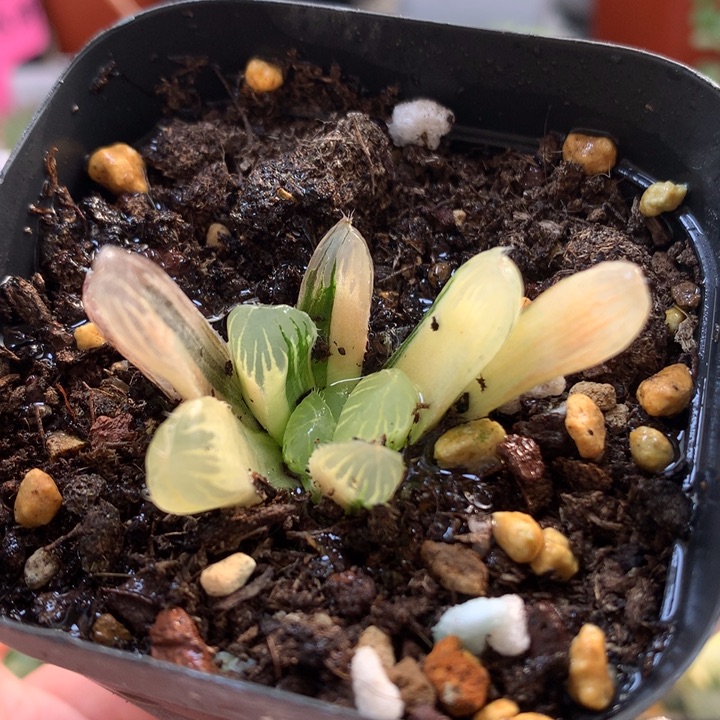 夏沫玉露锦带盆土发货