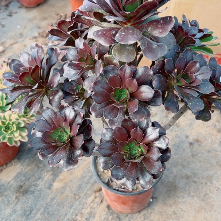 509灰圆叶多肉汁水