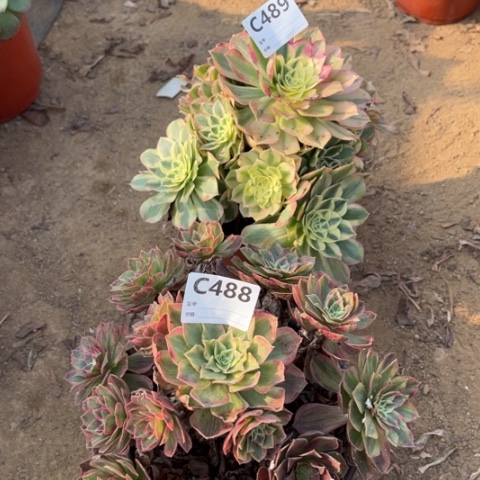 多肉植物玉姿二个