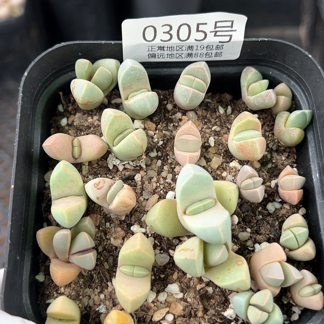 好养易活生石花大母本0305