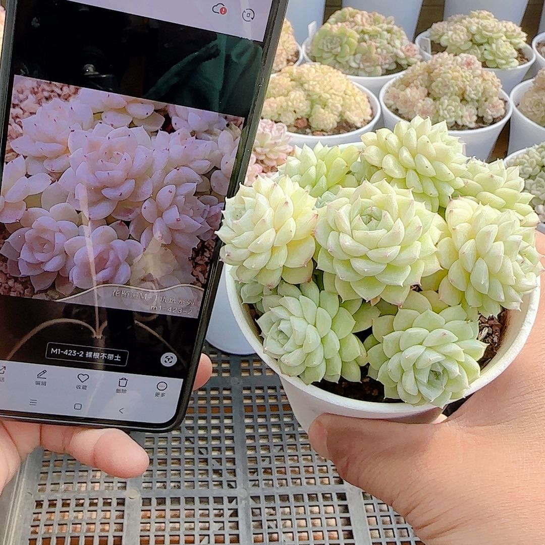 .***e1127-59（m1-423-2）专拍