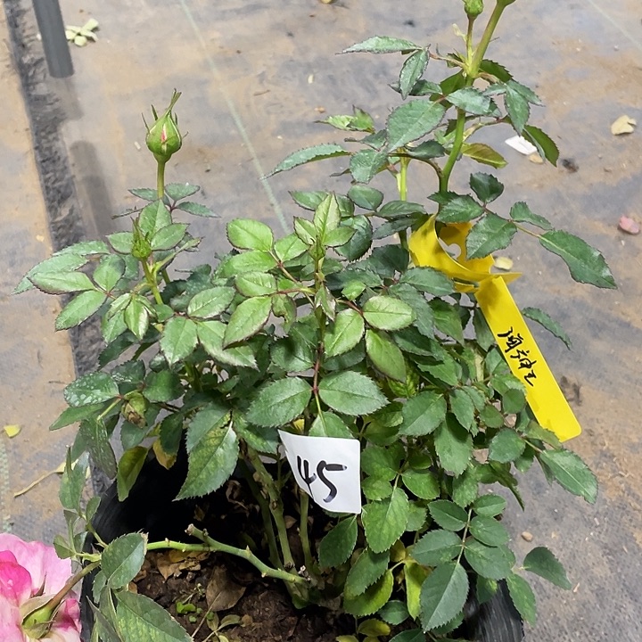 当前无花朵，栽培后可花朵45海神王