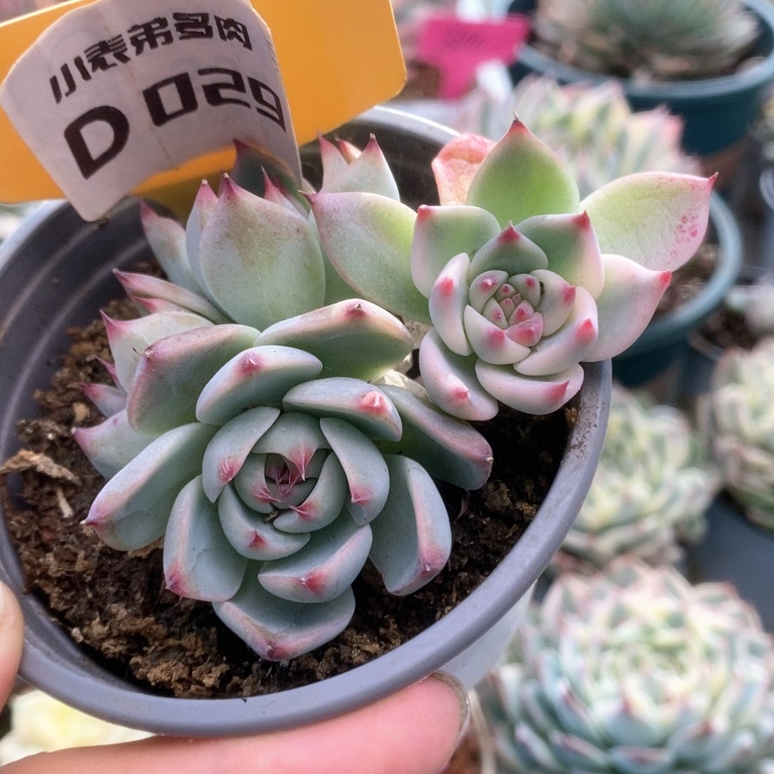 D029锦锦锦锦锦锦锦