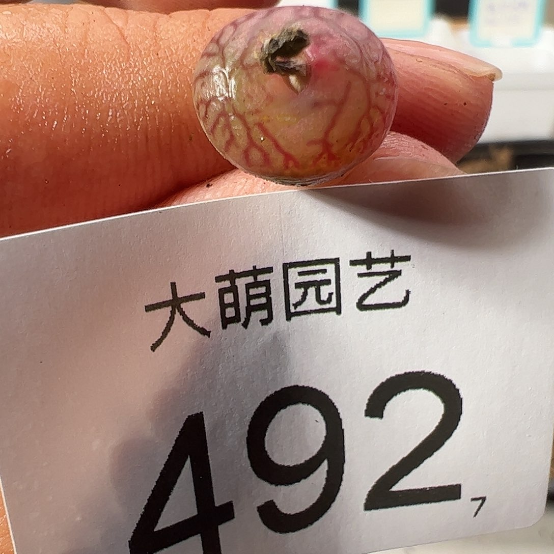 0000492 一物一拍……