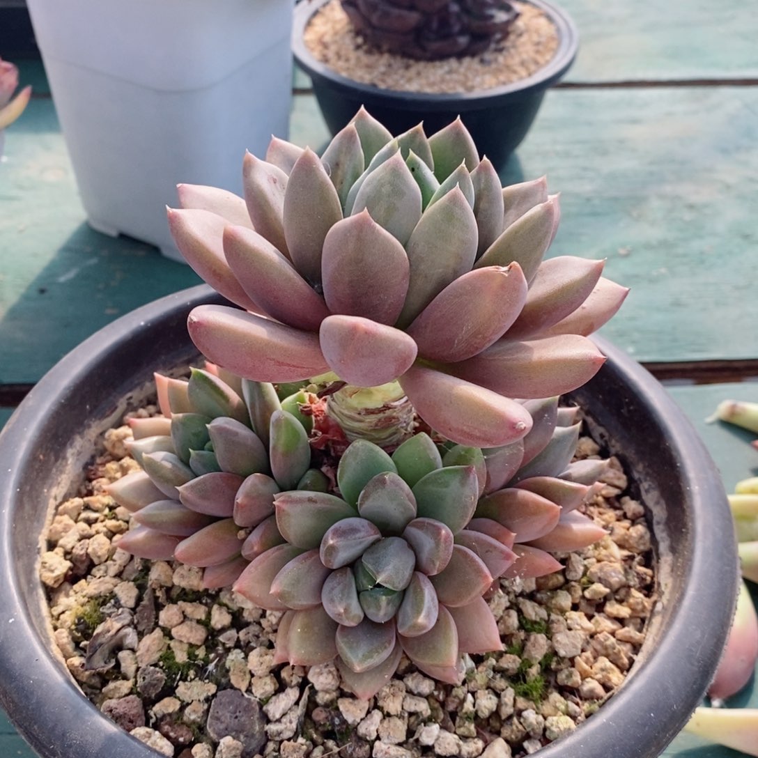 捧花自然群多肉，1264667667