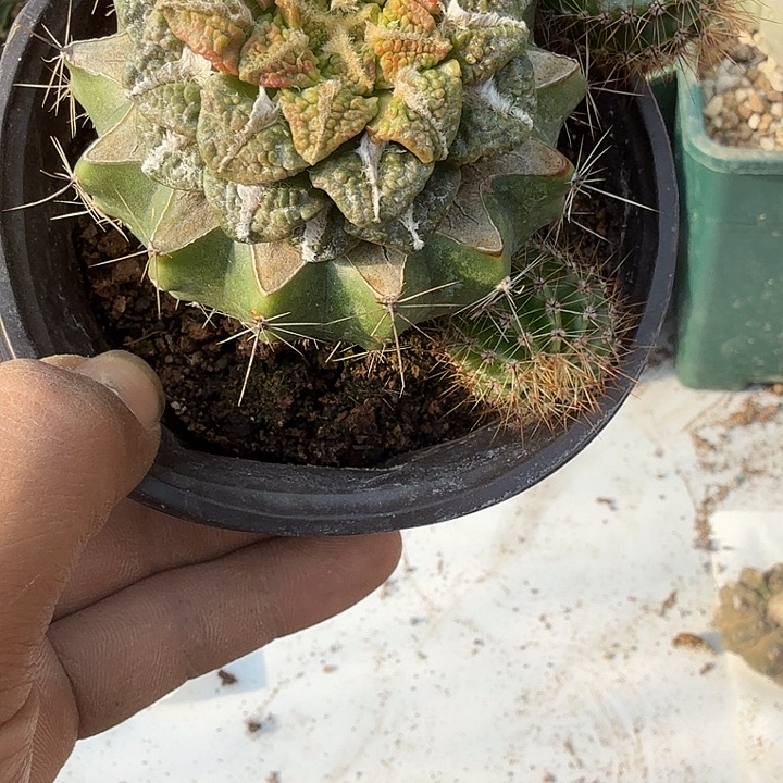 黑牡丹锦大叶仙人球