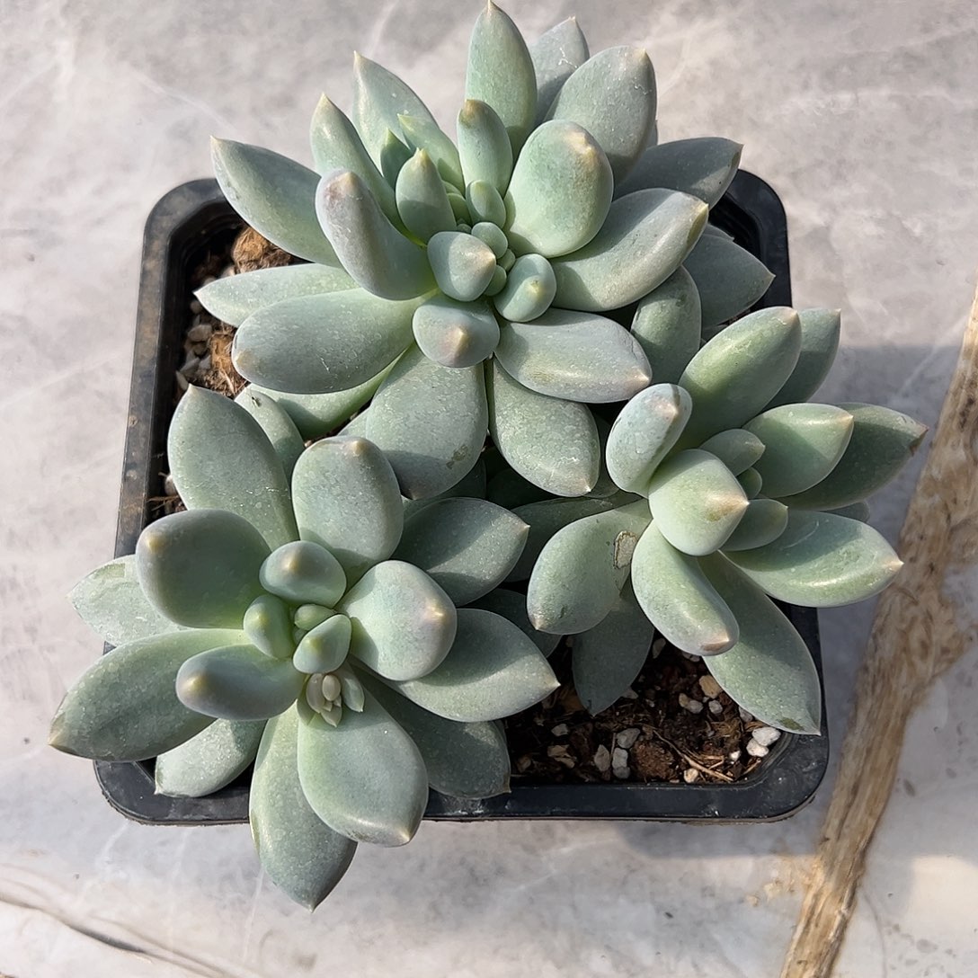 【闪购商品】哥特带缀