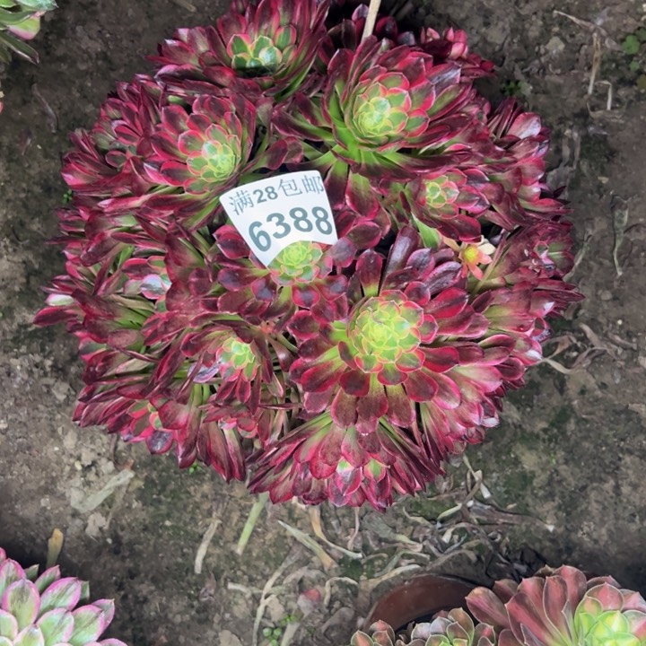 6388朝霞多肉植物