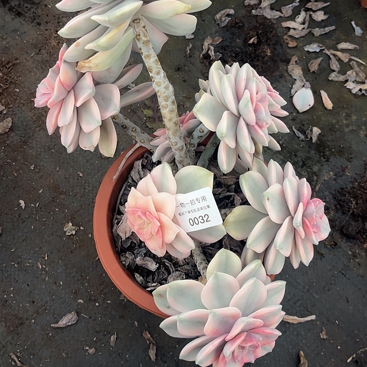 黔***负紫乐锦群一物一拍专拍