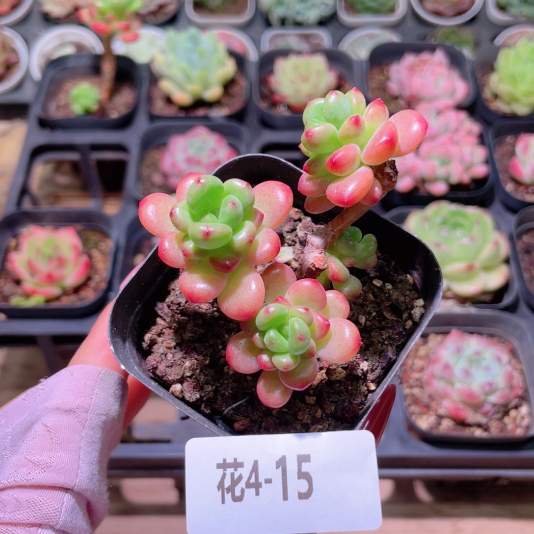 花利美4-15香格里拉