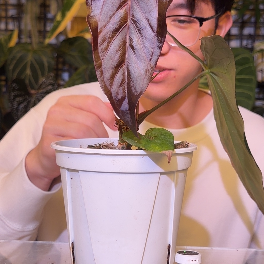 完全开放F752小羊皮杂暗黑巴拿马