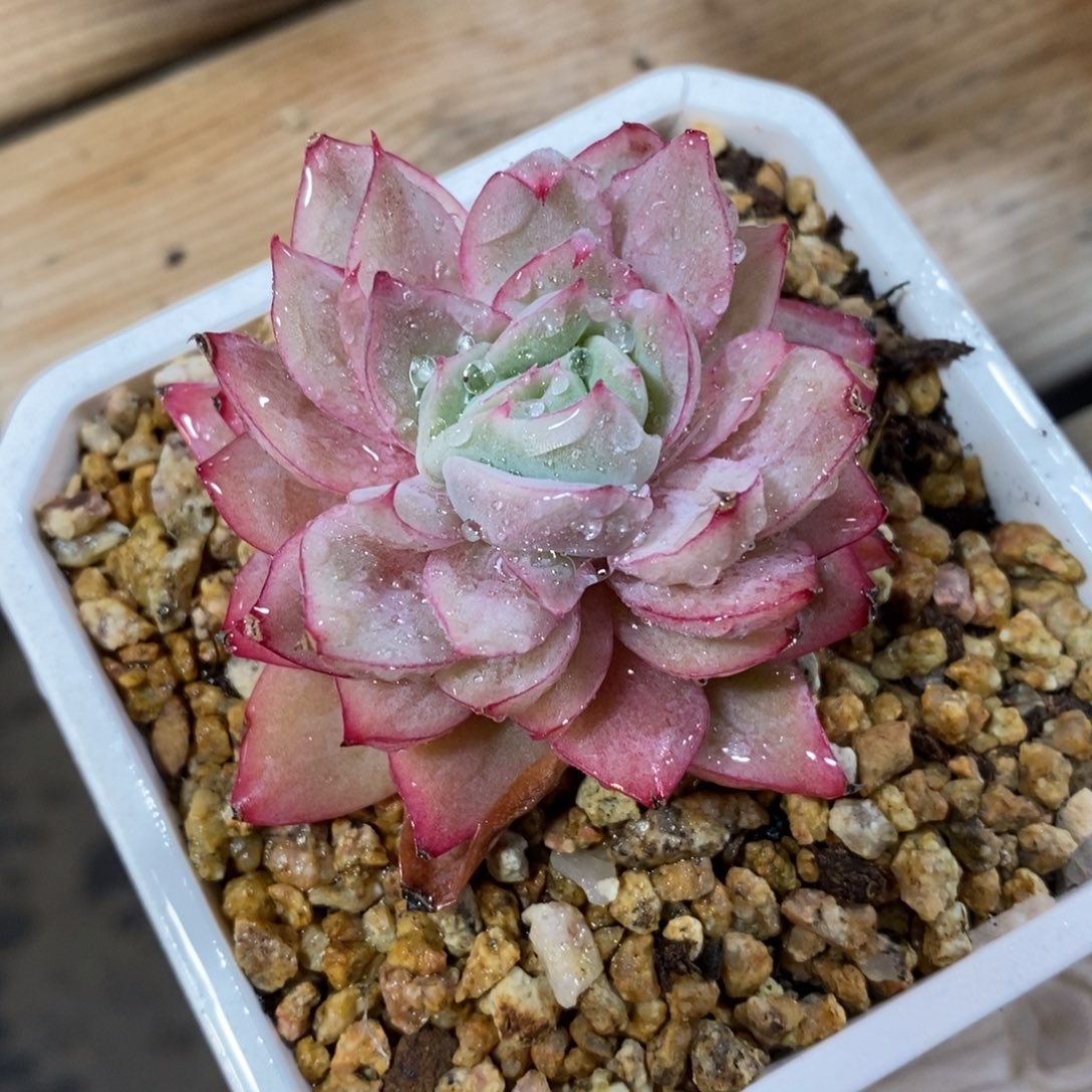 自助下单一物一拍，可寄养，可问主播规格多肉