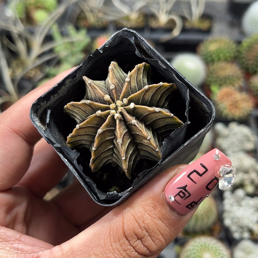 肋骨牡丹单头发货单头发