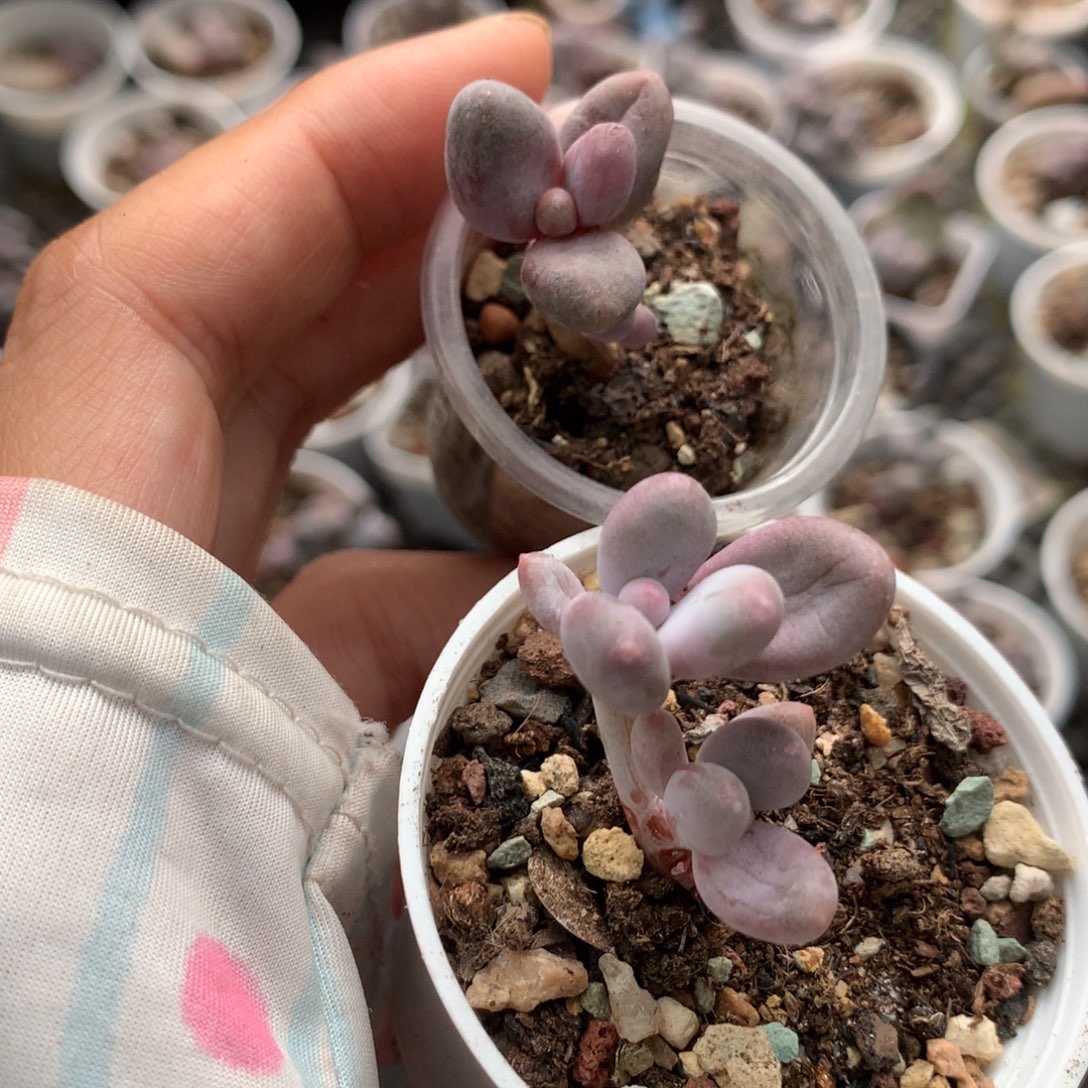 彩虹奶酪和糖果奶酪多肉