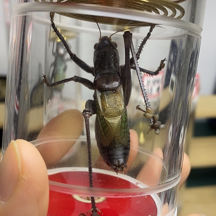 蟋蟀老谭单蝈蝈用户洁洁